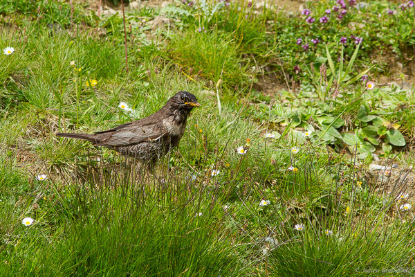 Merle à plastron — Turdus torquatus Linnaeus, 1758, (Station de ski de La Pierre Saint-Martin, Arette (64), France, le 06/07/2023)