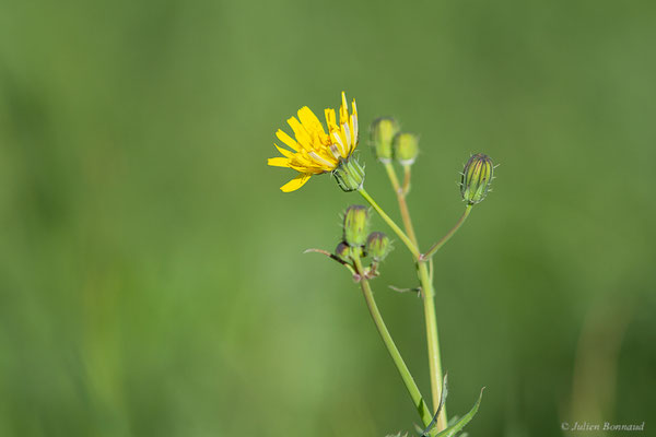 Laiteron maraîcher — Sonchus oleraceus L., 1753, (Safi (Marrakech-Safi), Maroc, le 24/01/2023)