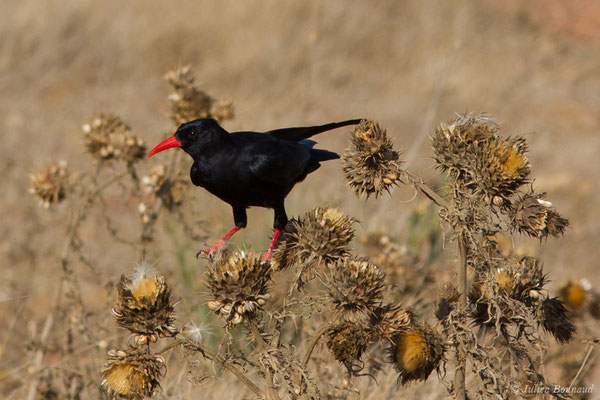Crave à bec rouge — Pyrrhocorax pyrrhocorax (Linnaeus, 1758), (Sagres (Vila do Bispo), (Algarve), Portugal, le 31/08/2018)