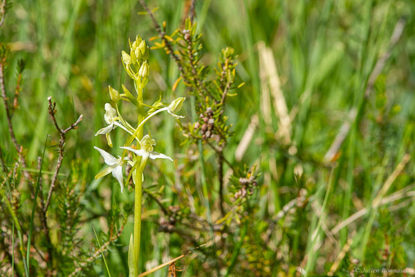 Platanthère à deux feuilles — Platanthera bifolia (L.) Rich., 1817