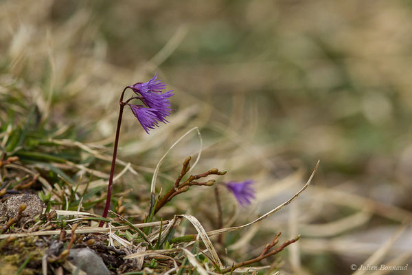 Soldanelle des Alpes – Soldanella alpina L., 1753, (Station de ski de Gourette, Eaux Bonnes (65), France, le 15/06/2020)