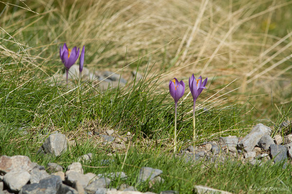 Crocus à fleurs nues — Crocus nudiflorus Sm., 1798