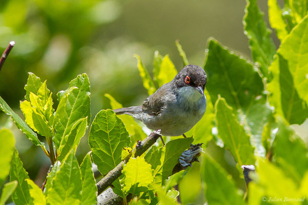 Fauvette mélanocéphale — Sylvia melanocephala (Gmelin, JF, 1789), (mâle adulte) (Bidart (64), France, le 22/05/2019)