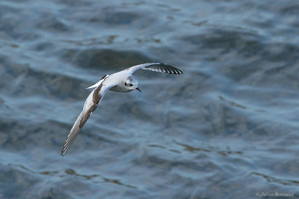 Mouette pygmée — Hydrocoloeus minutus (Pallas, 1776), (Capbreton (40), France, le 02/12/2022)