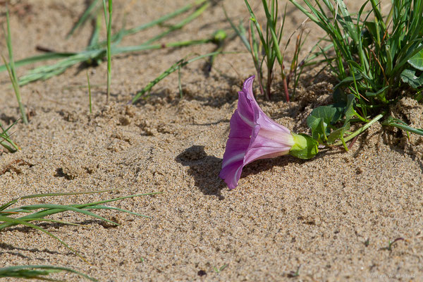 Liseron des dunes — Convolvulus soldanella L., 1753