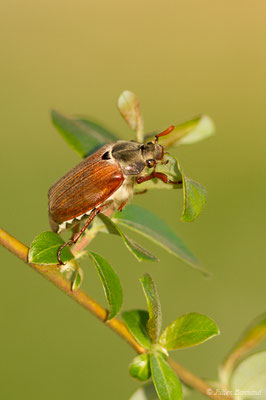 hanneton commun (Melontha melolontha) (Ger (64), France, le 18/04/2018)