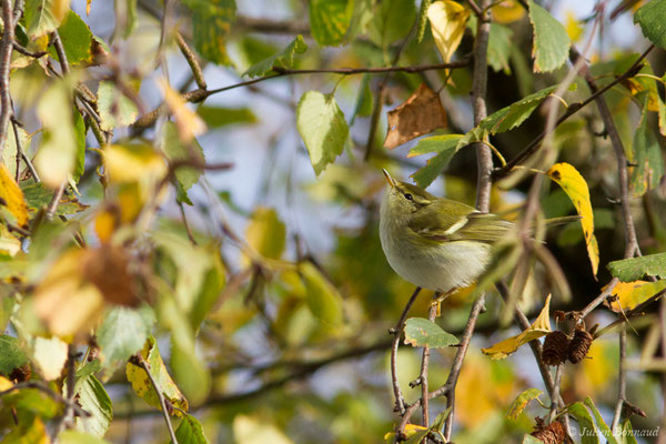 Pouillot à grands sourcils (Phylloscopus inornatus) (Hélioparc, Pau (64), France, le 18/12/2018)