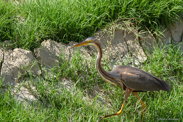 Héron pourpré — Ardea purpurea Linnaeus, 1766, (Parc Naturel du Delta de l'Ebre (Catalogne), Espagne, le 05/06/2022)