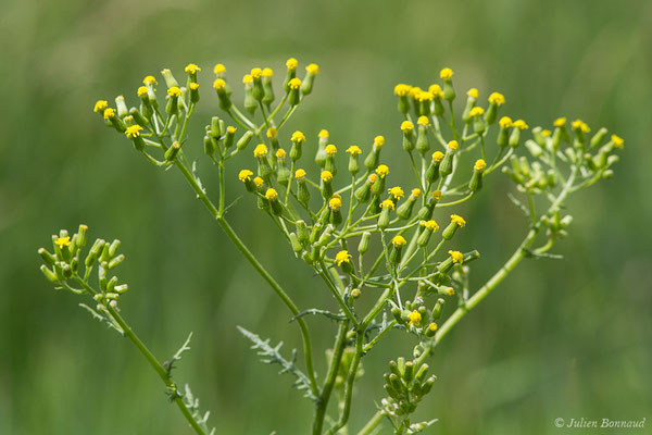 Sénéçon des bois — Senecio sylvaticus L., 1753, (La Brède (33), France, le 11/06/2019)