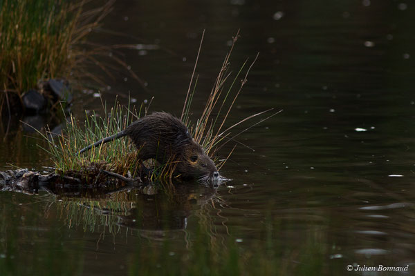 Ragondin — Myocastor coypus (Molina, 1782), (réserve ornithologique du Teich (33), France, le 23/01/2018)