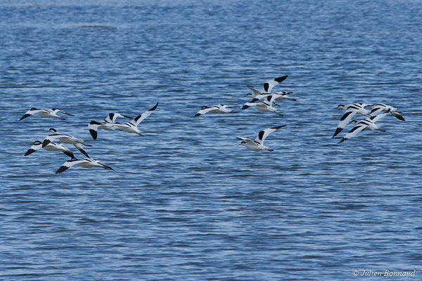 Avocette élégante — Recurvirostra avosetta Linnaeus, 1758, (réserve ornithologique du Teich (33), France, le 24/01/2018)