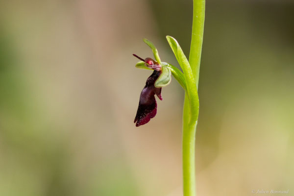 Ophrys mouche — Ophrys insectifera L., 1753