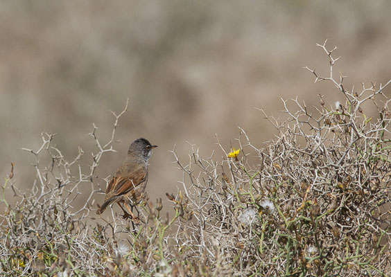 Fauvette à lunettes — Sylvia conspicillata Temminck, 1820, (Tindaya, Fuerteventura, (Iles Canaries, Espagne), le 13/02/2022)