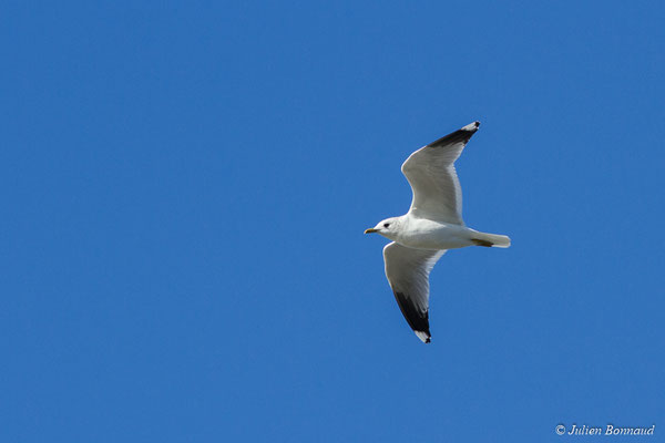 Goéland cendré — Larus canus Linnaeus, 1758, (Hillion, Baie de Saint-Brieuc (22), France, le 11/01/2018)