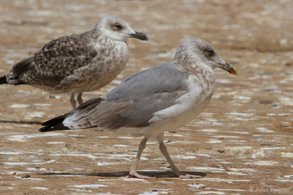 Goéland leucophée — Larus michahellis Naumann, JF, 1840, (Sagres (Vila do Bispo), Algarve (Portugal), le 29/08/2018)