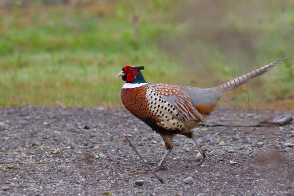 Faisan de Colchide — Phasianus colchicus Linnaeus, 1758, (mâle adulte), (Pardies (64), France, le 19/04/2025)