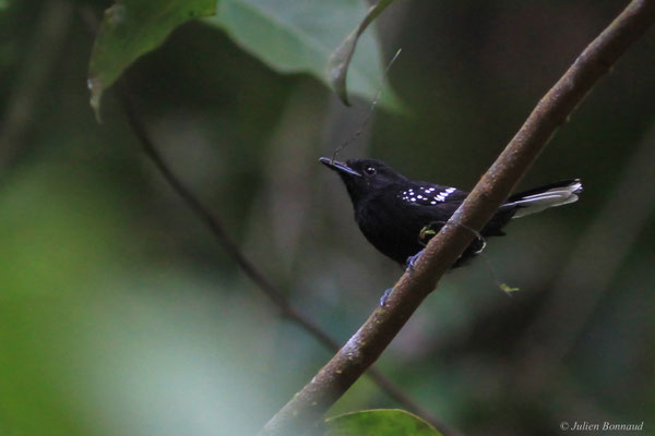 Grisin étoilé — Microrhopias quixensis (Cornalia, 1849), (Crique Gervais, Guyane, le 17/03/2016)