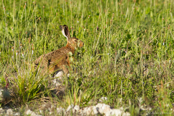 Lièvre d'Europe — Lepus europaeus Pallas, 1778