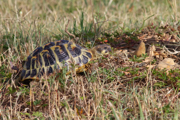 Tortue d'Hermann — Testudo hermanni (Gmelin, 1789), (animal captif)