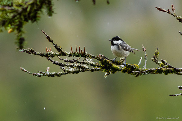 Mésange noire – Periparus ater (Linnaeus, 1758), (Etsaut (64), France, le 20/04/2022)