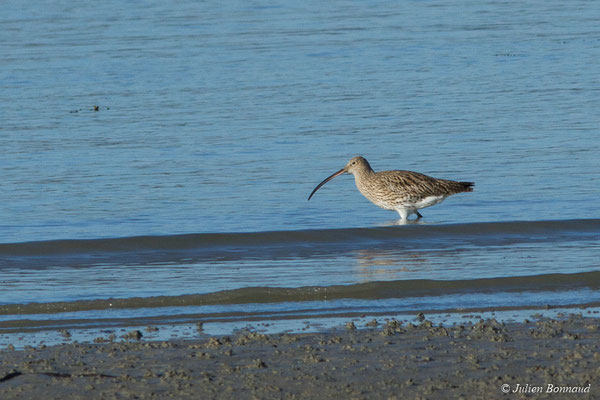 Courlis cendré — Numenius arquata (Linnaeus, 1758), (Baie de Saint-Brieuc, Hillion (22), France, le 11/01/2018)