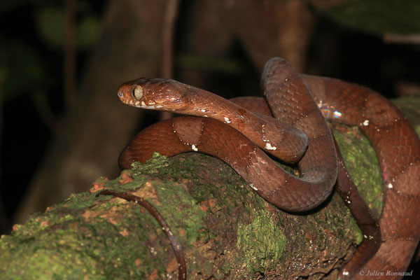 Dipsas à miroirs — Dipsas indica Laurenti, 1768, (Crique Gervais, Saint-Laurent-du-Maroni, Guyane, le 17/03/2016)