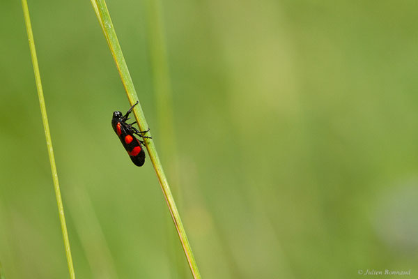 Cercope sanguinolent — Cercopis sanguinolenta (Scopoli, 1763), (fort du Portalet, Etsaut (64), France, le 26/05/2022)