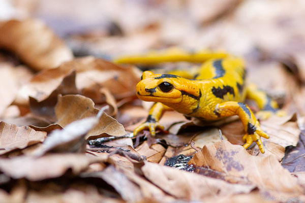 Salamandre tachetée — Salamandra salamandra fastuosa (Schreiber, 1912)