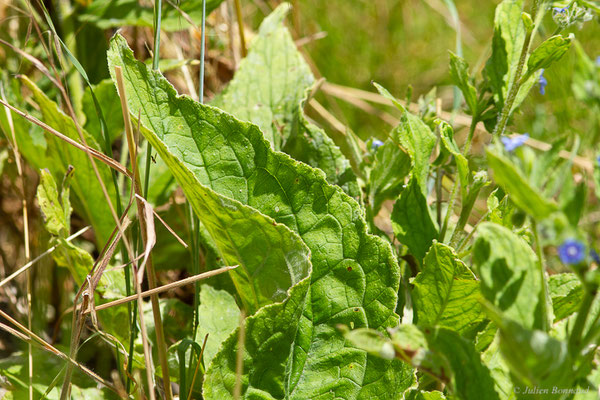 Buglosse toujours verte — Pentaglottis sempervirens (L.) Tausch ex L.H.Bailey, 1949, (Cangas del Narcea (Asturias), Espagne, le 06/07/2022)