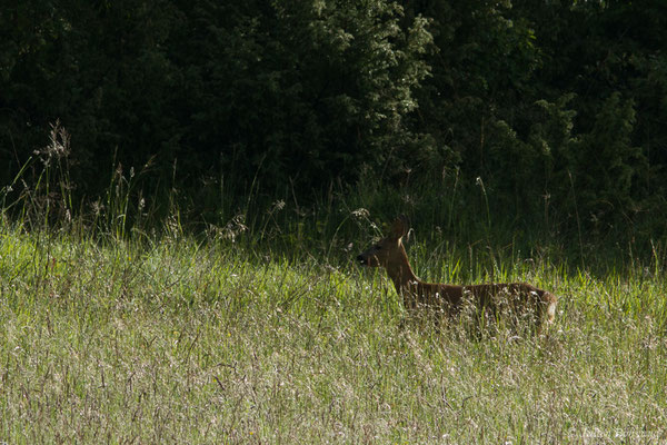Chevreuil européen – Capreolus capreolus (Linnaeus, 1758), (Pihourc, Saint-Godens (31), France, le 21/05/2018)