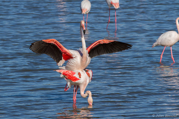 Flamant rose – Phoenicopterus roseus Pallas, 1811, (Parc ornithologique de Pont de Gau (13), France, le 20/02/2020)