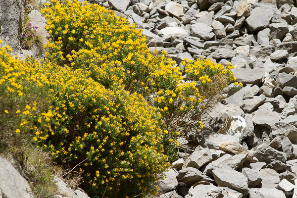 Genêt d'Espagne — Genista hispanica L., 1753