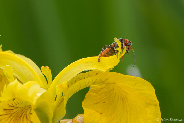 Téléphone moine (Cantharis rustica) (Braud-et-Saint-Louis (33), France, le 04/07/2018)