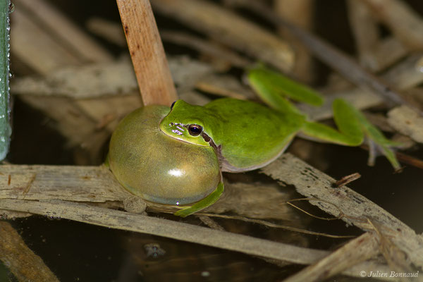 Rainette méridionale – Hyla meridionalis Böttger, 1874, (Pihourc, Lieoux (31), France, le 10/04/2019)