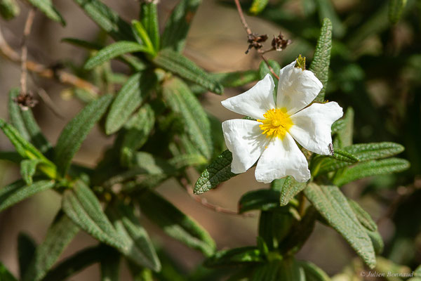 Ciste de Montpellier — Cistus monspeliensis L., 1753, (Réserve Naturelle Jebel Bouhachem, Anjra Derdara (Tanger-Tétouan-Al Hoceïma), Maroc, le 23/02/2023)