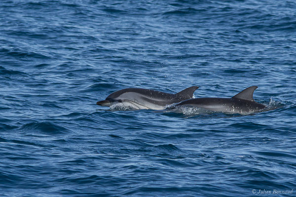 Dauphin bleu et blanc – Stenella coeruleoalba (Meyen, 1833), (Saint-Jean-de-Luz (64), France, le 17/10/2020)