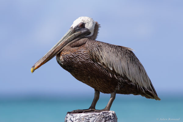 Pélican brun — Pelecanus occidentalis Linnaeus, 1766, (Saint-Anne, Guadeloupe, le 15/05/2016)