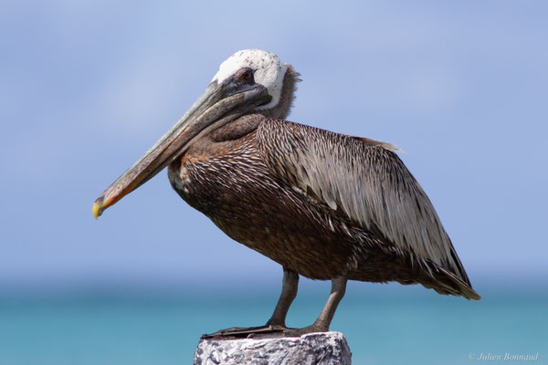 Pélican brun — Pelecanus occidentalis Linnaeus, 1766