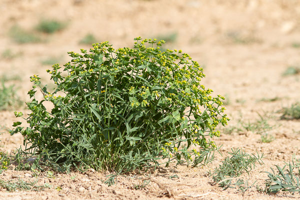Euphorbe de Terracine – Euphorbia terracina L., 1762, (Bardenas Real, Arguedas (Aragon), Espagne, le 08/06/2022)