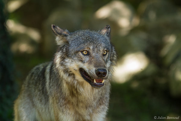Loup gris — Canis lupus Linnaeus, 1758, (Parc animalier des Pyrénées, Argelès-Gazost (65), France, le 19/07/2020)