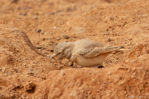 Ammomane élégante — Ammomanes cinctura (Gould, 1839), (Parc national d'Iriqui (Souss-Massa-Draâ, Guelmim-Es Semara), Maroc, le 12/02/2023)