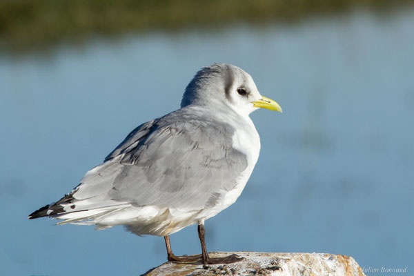 Mouette tridactyle — Rissa tridactyla (Linnaeus, 1758)