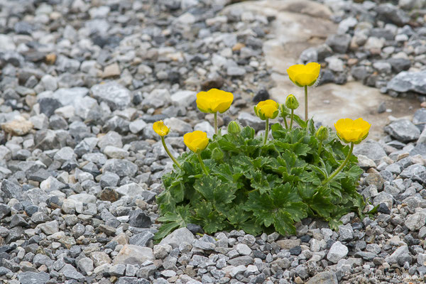 Renoncule de Gouan — Ranunculus gouanii Willd., 1799