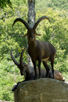 Bouquetin des Alpes – Capra ibex (Pallas, 1777), (mâles adultes) (Parc animalier des pyrénées, Argelès-Gazost (65), France, le 15/07/2018)