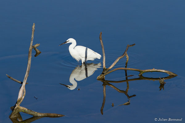 Aigrette garzette — Egretta garzetta (Linnaeus, 1766), (immature ou adulte en plumage internuptial) (réserve ornithologique du Teich (33), France, le 24/01/2018)