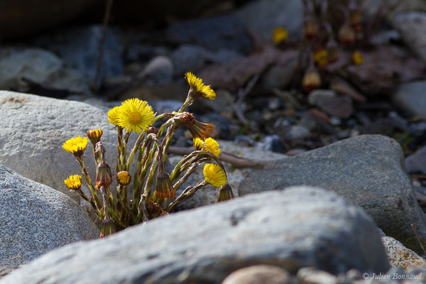 Tussilage — Tussilago farfara L., 1753, (Cauterets (65), France, le 30/03/2018)