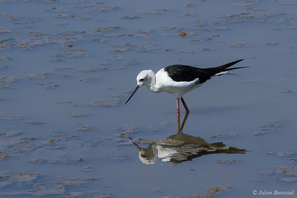 Échasse blanche — Himantopus himantopus (Linnaeus, 1758), (adulte) (Marais de l'Odiel, Palos de la Frontera (Andalousie), le 07/08/2020)