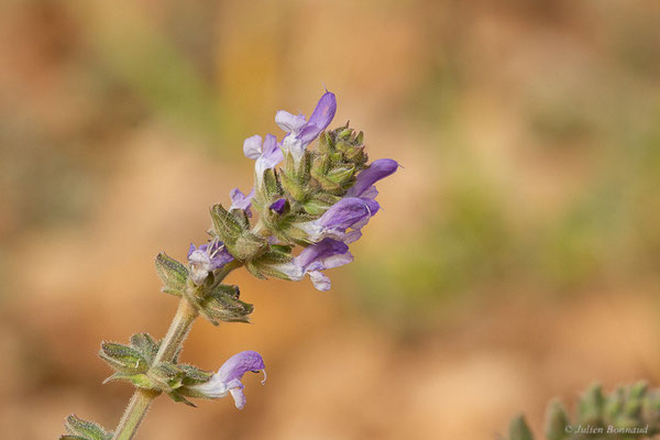 Sauge verveine — Salvia verbenaca L., 1753, (Douar Draoua (Marrakech-Tensift -Al Haouz), Maroc, le 19/02/2023)