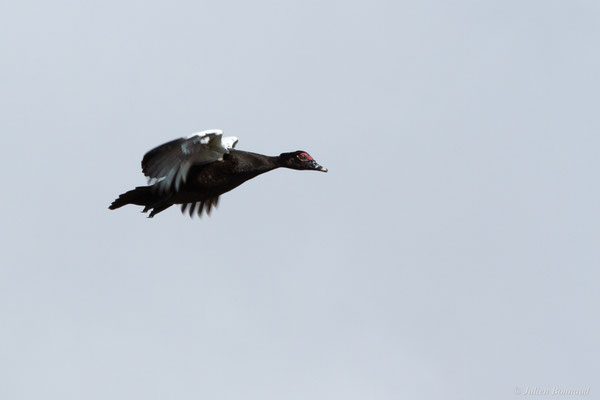 Canard musqué — Cairina moschata (Linnaeus, 1758), (Centre spatial Guyanais, Kourou, Guyane, le 21/02/2017)