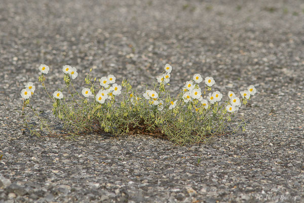 Hélianthème des Apennins, Hélianthème blanc — Helianthemum apenninum (L.) Mill., 1768, (Azereix (65), France, le 13/04/2020)